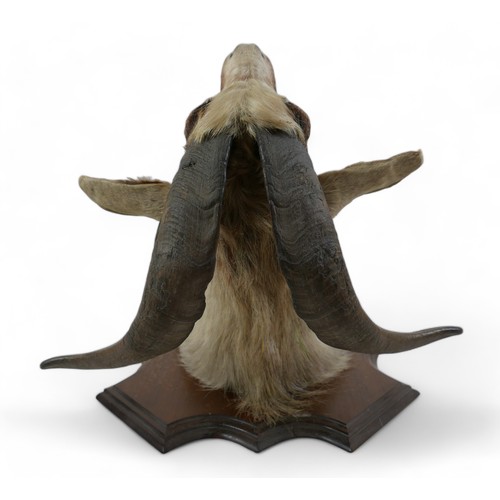 130A - A taxidermy goat's head on a wooden shield, 52cm by 51cm by 56cm.