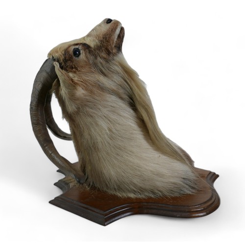 130A - A taxidermy goat's head on a wooden shield, 52cm by 51cm by 56cm.