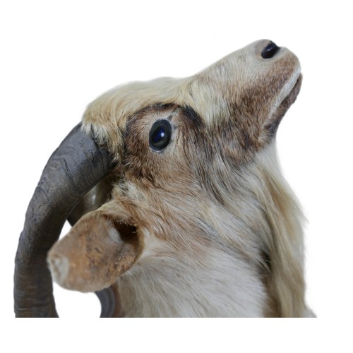 130A - A taxidermy goat's head on a wooden shield, 52cm by 51cm by 56cm.