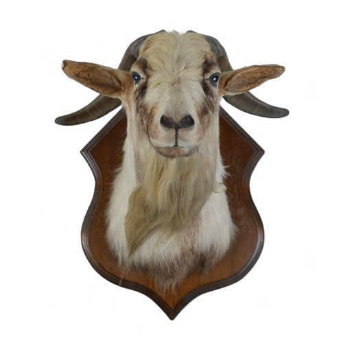 130A - A taxidermy goat's head on a wooden shield, 52cm by 51cm by 56cm.