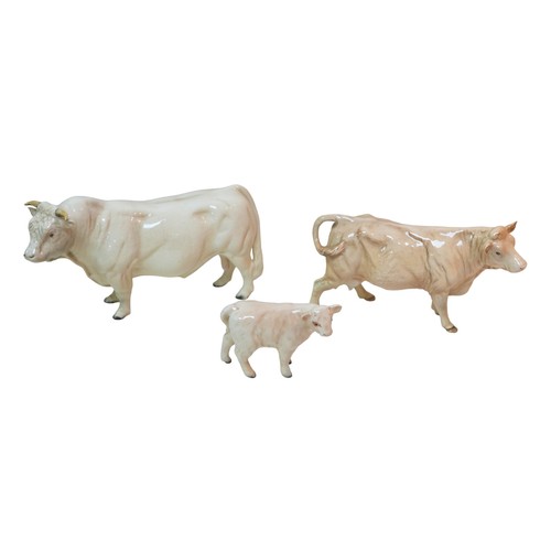 95 - Three Beswick Charolais cattle figurines, comprising a bull, 12.5cm high, a cow, 11cm high, and a ca... 