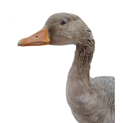 130 - Taxidermy: a goose, stuffed and mounted in standing position, on oval, naturalistic base.