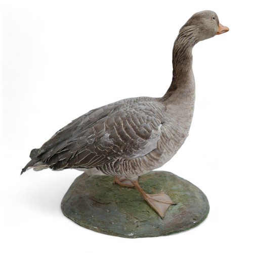 130 - Taxidermy: a goose, stuffed and mounted in standing position, on oval, naturalistic base.