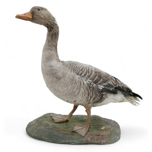 130 - Taxidermy: a goose, stuffed and mounted in standing position, on oval, naturalistic base.