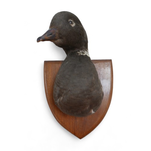 300 - Taxidermy: a group of seven wildfowl/game birds, stuffed and mounted on to shields, some with labels... 