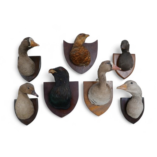 300 - Taxidermy: a group of seven wildfowl/game birds, stuffed and mounted on to shields, some with labels... 