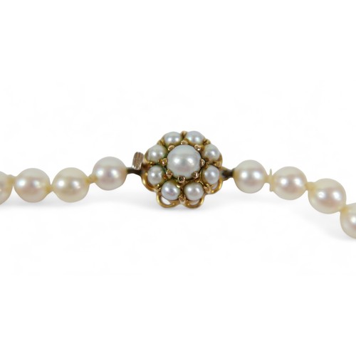 172 - A single string graduating pearl necklace with a 9ct yellow gold clasp, pearls graduating from 5mm t... 