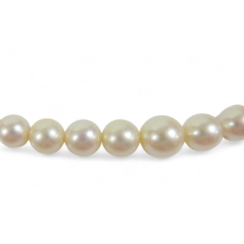 172 - A single string graduating pearl necklace with a 9ct yellow gold clasp, pearls graduating from 5mm t... 