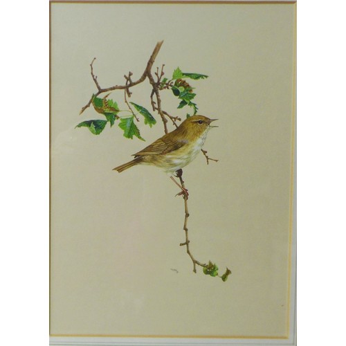 397 - A group of six gilt framed bird prints, each 28 by 26cm, glazed and framed, 50 by 40cm. (6)