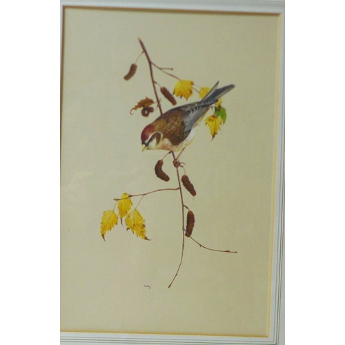 397 - A group of six gilt framed bird prints, each 28 by 26cm, glazed and framed, 50 by 40cm. (6)