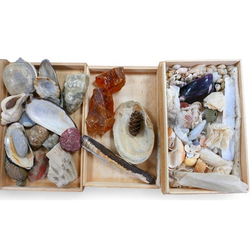 144 - A good selection of fossils, shells and south sea amber.