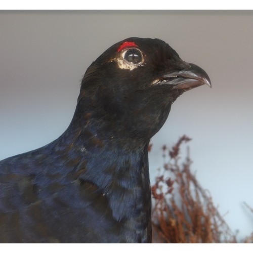 191 - A taxidermy black grouse and hen, in a naturalistic display by H R Bennetts, Waterloo Road, Hainford... 