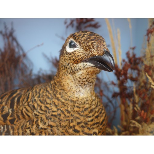 281 - A taxidermy black grouse and hen, in a naturalistic display by H R Bennetts, Waterloo Road, Hainford... 