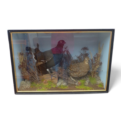 281 - A taxidermy black grouse and hen, in a naturalistic display by H R Bennetts, Waterloo Road, Hainford... 