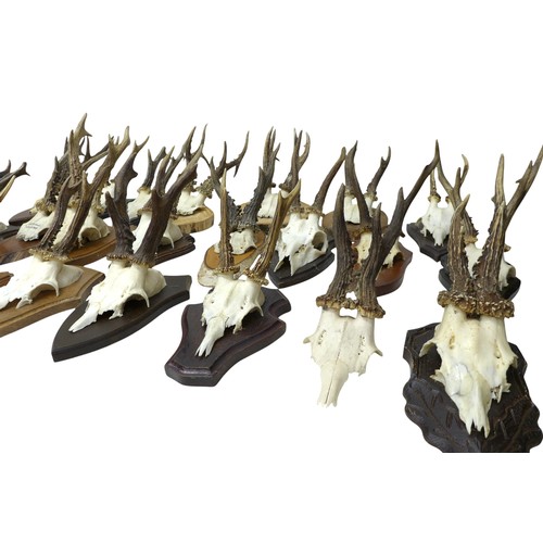 280 - Taxidermy a collection of twenty one mounted Roe buck deer antlers.(18)