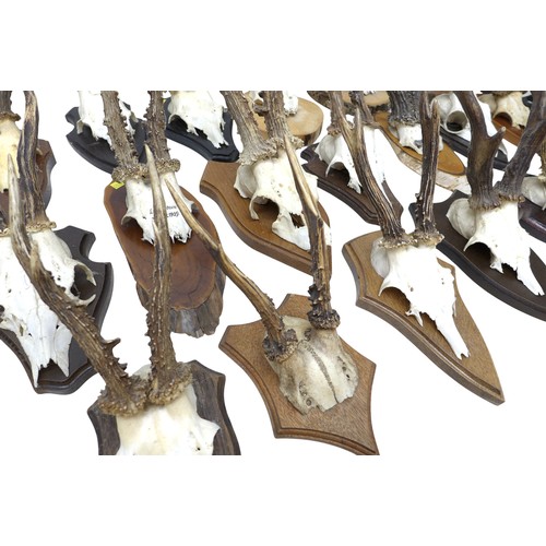 280 - Taxidermy a collection of twenty one mounted Roe buck deer antlers.(18)