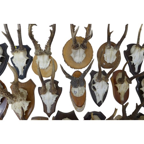 280 - Taxidermy a collection of twenty one mounted Roe buck deer antlers.(18)