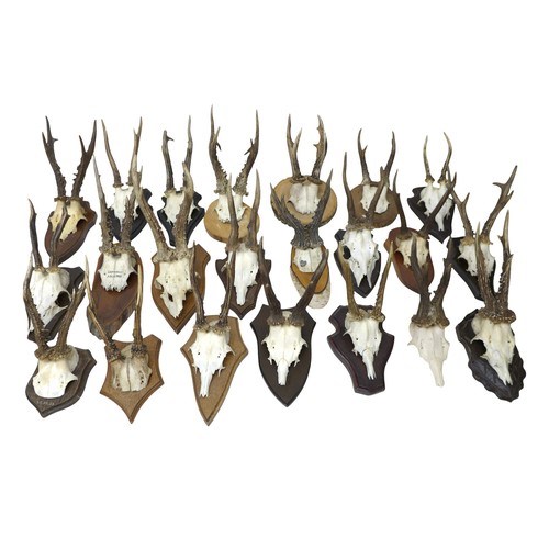 280 - Taxidermy a collection of twenty one mounted Roe buck deer antlers.(18)