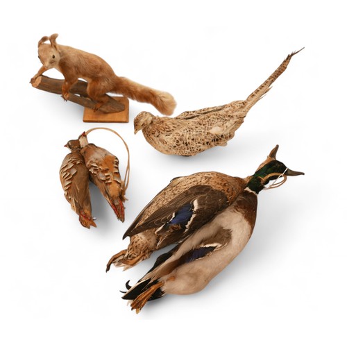 278 - Taxidermy a stuffed brace of mallards, squirrel, partridge, pheasant.(4)