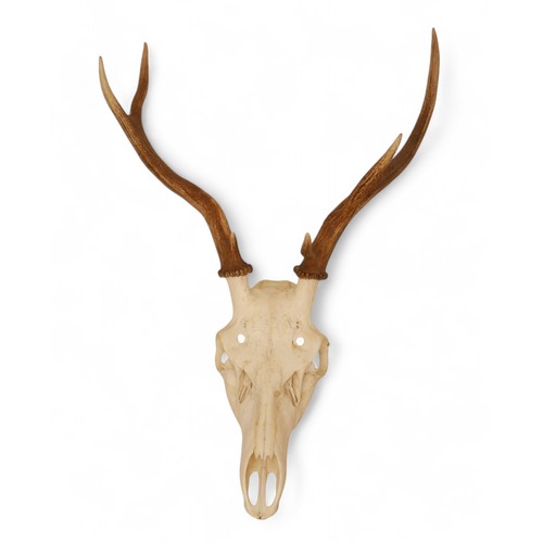 279 - Taxidermy a collection of five unmounted deer antler skulls, and a mounted boars tusk. (6)