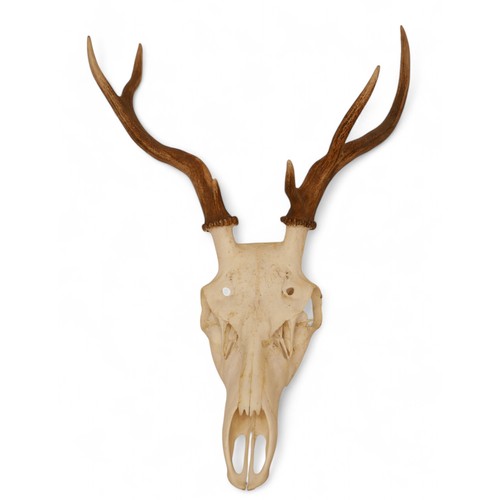 279 - Taxidermy a collection of five unmounted deer antler skulls, and a mounted boars tusk. (6)