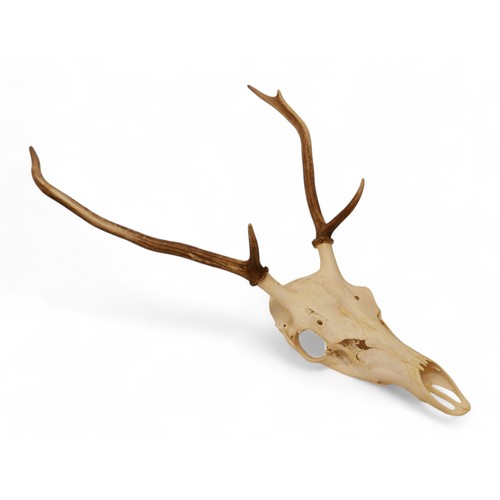 279 - Taxidermy a collection of five unmounted deer antler skulls, and a mounted boars tusk. (6)