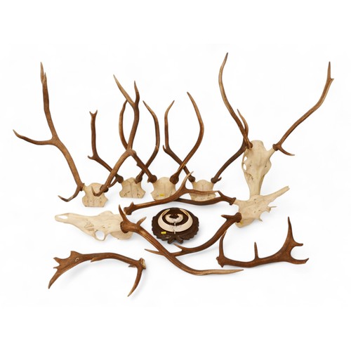 279 - Taxidermy a collection of five unmounted deer antler skulls, and a mounted boars tusk. (6)