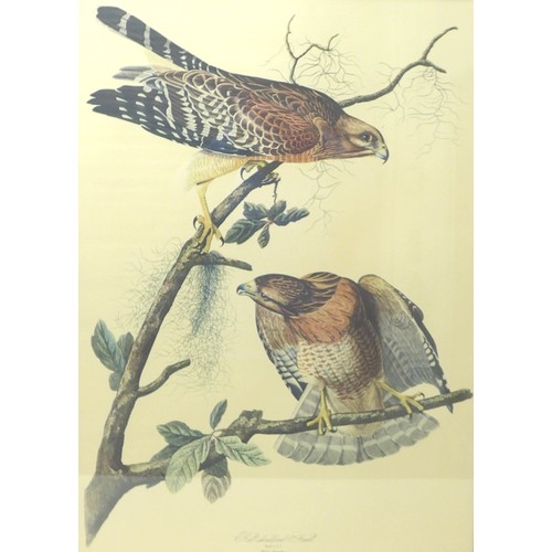 John James Audubon (American, 1785- 1851): 'Red Shouldered Hawk', hand-coloured engraving and aquatint on wove paper, published by R. Havell, London, 1829, 62 by 85cm, framed 80 by 4 by 105cm.