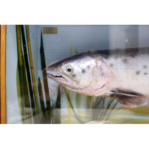 285 - A taxidermy salmon in glazed display case, in naturalistic diorama setting with reeds, rocks and she... 