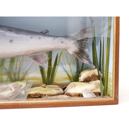 285 - A taxidermy salmon in glazed display case, in naturalistic diorama setting with reeds, rocks and she... 