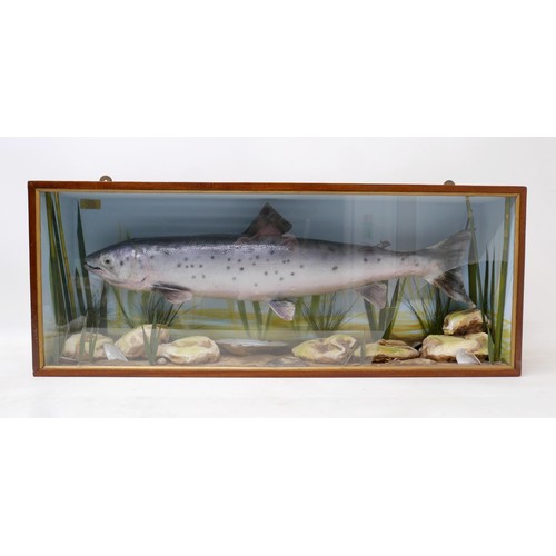 285 - A taxidermy salmon in glazed display case, in naturalistic diorama setting with reeds, rocks and she... 