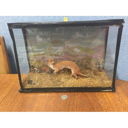 375 - Taxidermy weasel in glass display case.