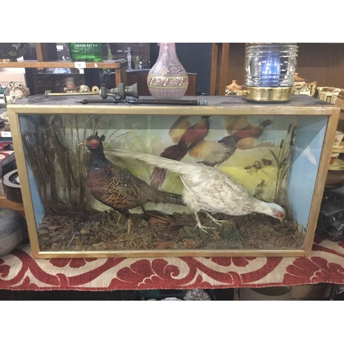 376 - Large Taxidermy bird scene in glass display case