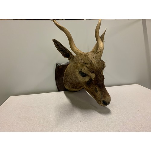 23 - 1928 mounted taxidermy head from Fatehpur Sikri India. See pics.