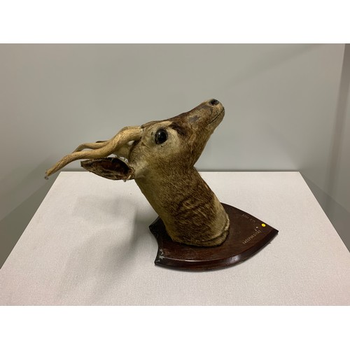 23 - 1928 mounted taxidermy head from Fatehpur Sikri India. See pics.