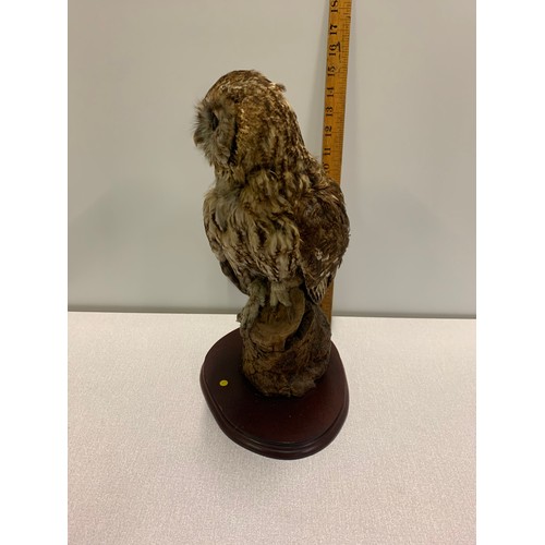 79 - Vintage taxidermy owl.