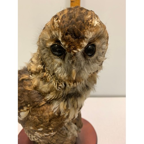 79 - Vintage taxidermy owl.