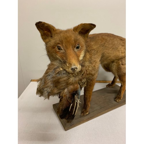 38 - Vintage taxidermy fox with pheasant in mouth.