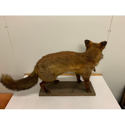 38 - Vintage taxidermy fox with pheasant in mouth.