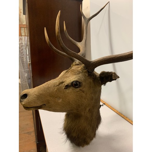 76 - Large 8 point taxidermy stag head 46cm from bottom of neck to base of antler.