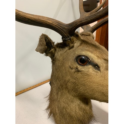 76 - Large 8 point taxidermy stag head 46cm from bottom of neck to base of antler.