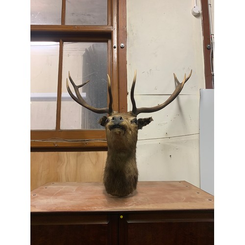 76 - Large 8 point taxidermy stag head 46cm from bottom of neck to base of antler.