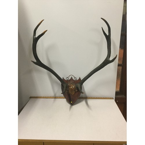 94 - Set of antlers on wooden shield wall plaque.