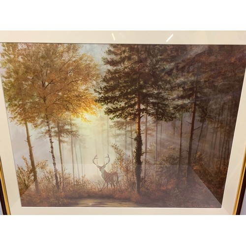 26 - Large framed Gerald Coulson print of lone stag in the forest.
87cm x 70cm