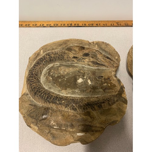 150a - Antient Brazilian fish fossil with both halves. Please see pictures.