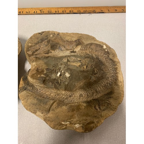 150a - Antient Brazilian fish fossil with both halves. Please see pictures.