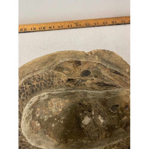 150a - Antient Brazilian fish fossil with both halves. Please see pictures.