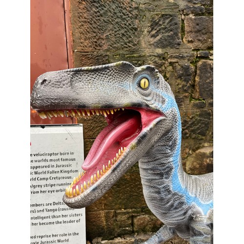 61 - Velociraptor model made from poly-resin and fibreglass is approx. 5ft tall and about 9ft long. The d... 