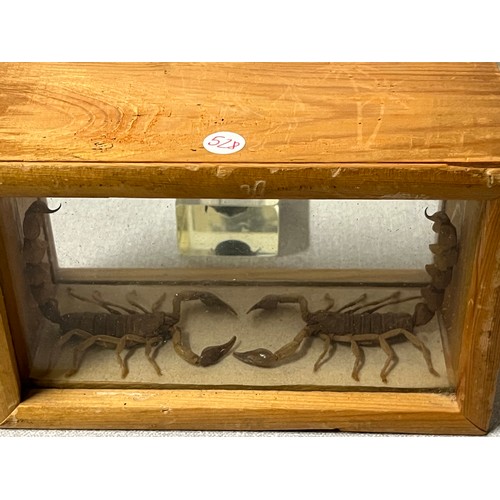 89 - Collection of real insects encased in resin to include beetles and scorpion's etc.