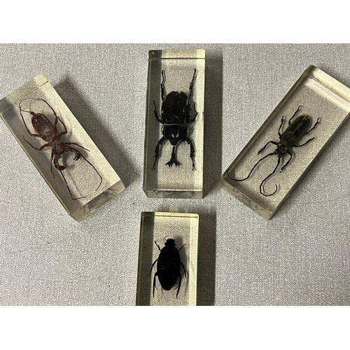 89 - Collection of real insects encased in resin to include beetles and scorpion's etc.